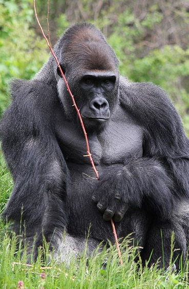Sammelaktion - Handys für Gorillas